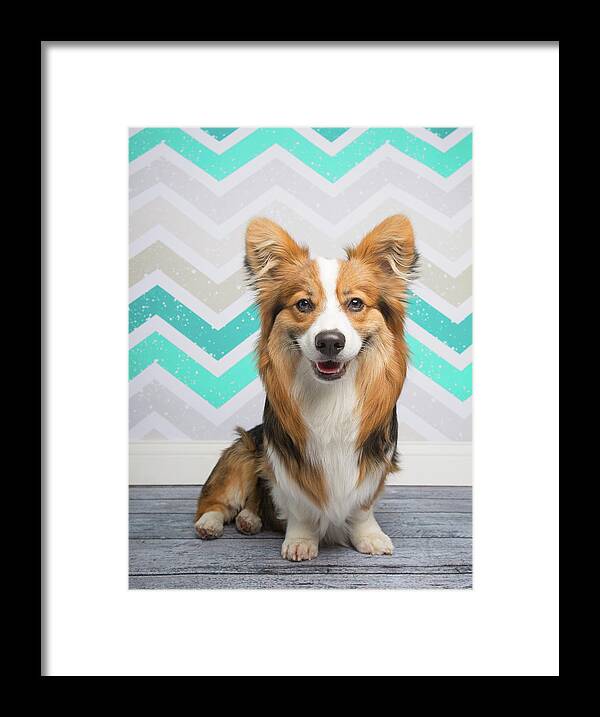 Pets Framed Print featuring the photograph Portrait Of A Fluffy Corgi by Holly Hildreth