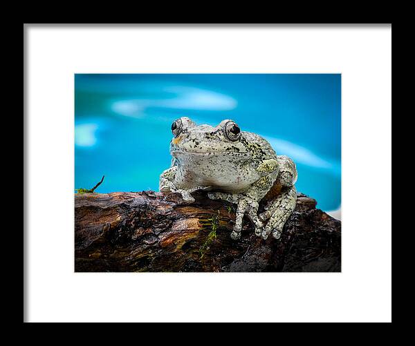 Fjm Multimedia Framed Print featuring the photograph Portrait of a Frog by Frank Mari