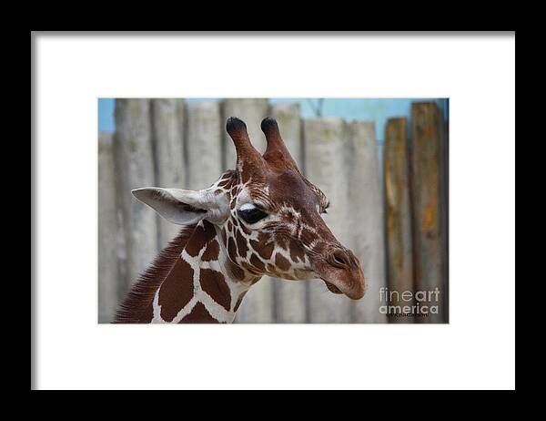 Zoo Framed Print featuring the photograph Portrait of a Giraffe by Veronica Batterson