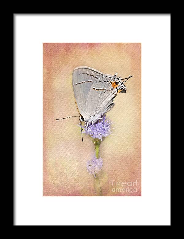 Gray Hairstreak Butterfly Framed Print featuring the photograph Portrait of a Gray Hairstreak by Betty LaRue