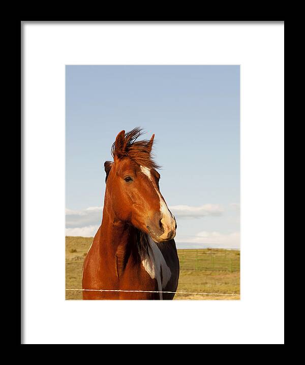 Horses Framed Print featuring the photograph Portrait of a Horse by Dana Moyer