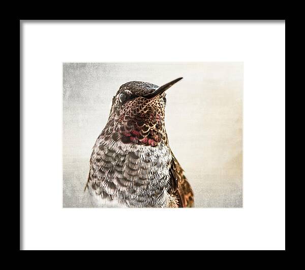 Hummingbird Framed Print featuring the photograph Portrait of a Hummer by Caitlyn Grasso