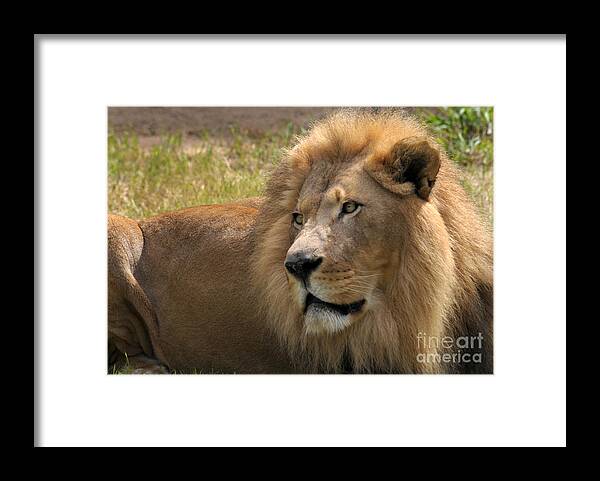 Lion Framed Print featuring the photograph Portrait Of A Lion by Dan Holm