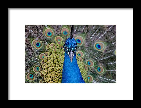 Peacock Framed Print featuring the photograph Portrait of a Peacock by Greg Nyquist