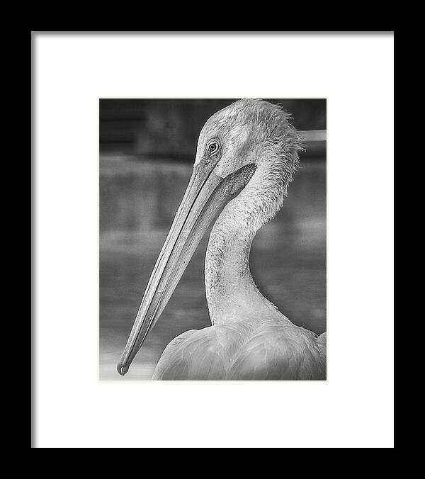 American White Pelican Framed Print featuring the photograph Portrait of a Pelican by Jon Woodhams