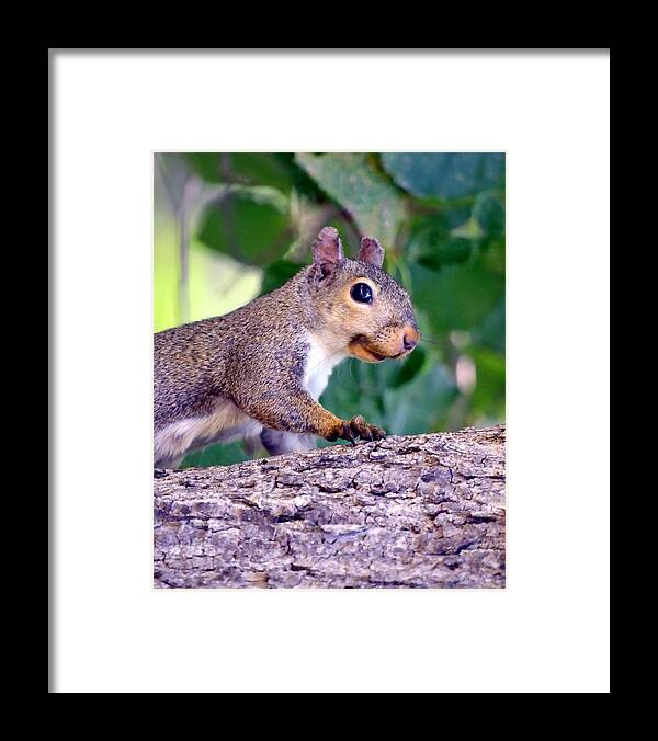 Squirrel Framed Print featuring the photograph Portrait Of A Squirrel by Deena Stoddard