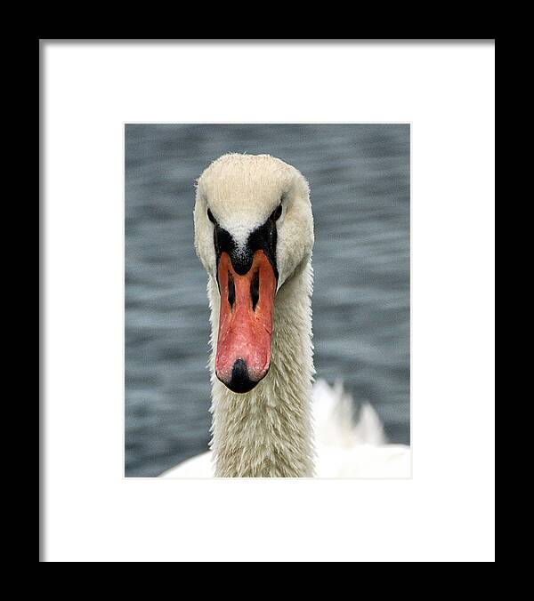 Wildlife Framed Print featuring the photograph Portrait of a Swan by William Selander
