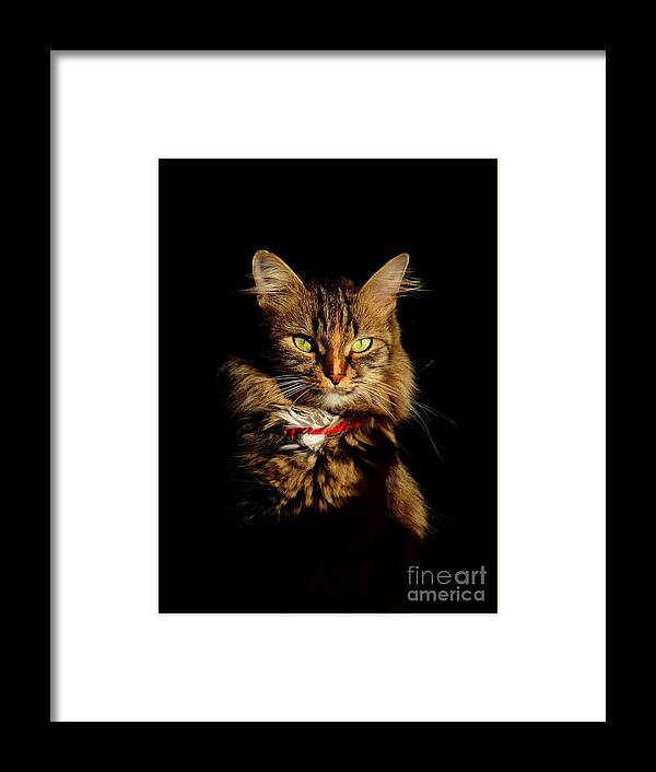 Cat Framed Print featuring the photograph Portrait of a tramp cat- Two part by Binka Kirova