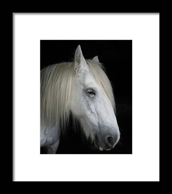 Horse Framed Print featuring the photograph Portrait of a White Horse by Tom Conway