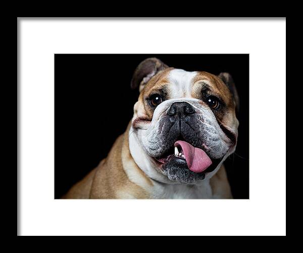 Pets Framed Print featuring the photograph Portrait Of An English Bulldog by Alvarez