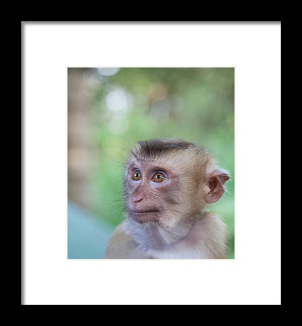 Adolescence Framed Print featuring the photograph Portrait Of Attentive Young Macaque by Derek E. Rothchild