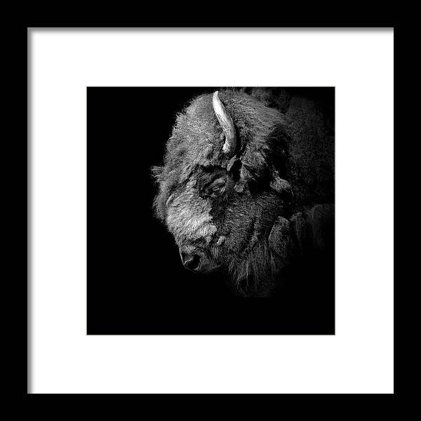 Buffalo Framed Print featuring the photograph Portrait of Buffalo in black and white by Lukas Holas