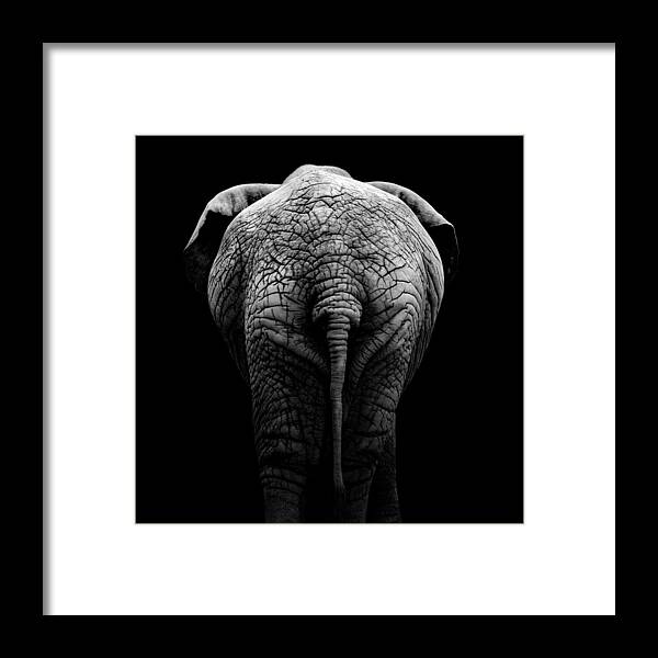 Elephant Framed Print featuring the photograph Portrait of Elephant in black and white II by Lukas Holas