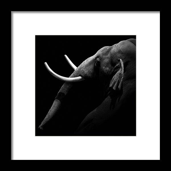 Elephant Framed Print featuring the photograph Portrait of Elephant in black and white by Lukas Holas