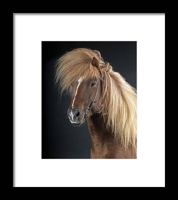 Horse Framed Print featuring the photograph Portrait Of Icelandic Horse, Iceland by Arctic-images