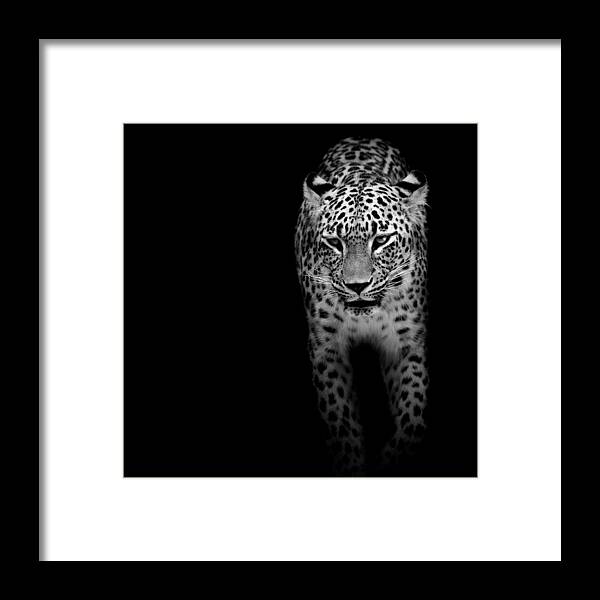 Leopard Framed Print featuring the photograph Portrait of Leopard in black and white II by Lukas Holas