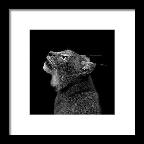 Lynx Framed Print featuring the photograph Portrait of Lynx in black and white by Lukas Holas