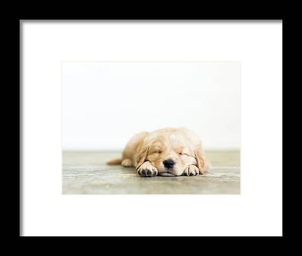 Pets Framed Print featuring the photograph Portrait Of Puppy Sleeping On Wooden by Jessica Peterson