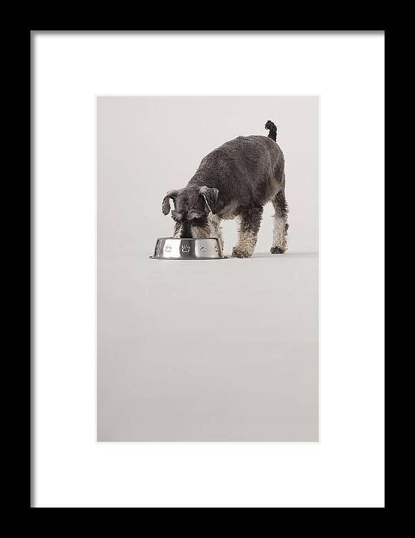 Pets Framed Print featuring the photograph Portrait of Schnauzer eating from dog bowl by Compassionate Eye Foundation/David Leahy