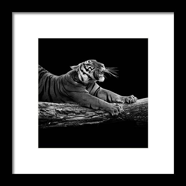 Tiger Framed Print featuring the photograph Portrait of Tiger in black and white by Lukas Holas