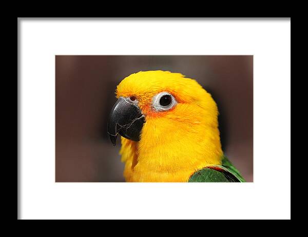Conure Framed Print featuring the photograph Portrait of Tinga by Andrea Lazar