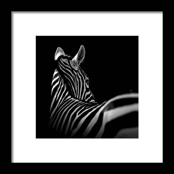 Zebra Framed Print featuring the photograph Portrait of Zebra in black and white II by Lukas Holas
