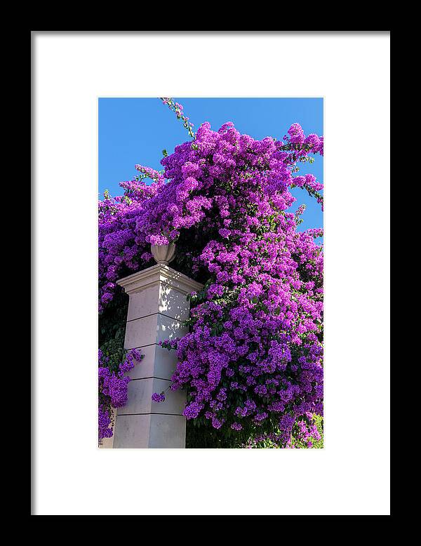Blooming Framed Print featuring the photograph Portugal, Pinhao, Bougainvillea (large by Jim Engelbrecht