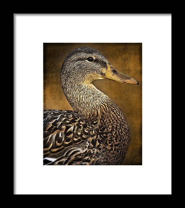 Posing Framed Print featuring the photograph Posing by Wes and Dotty Weber