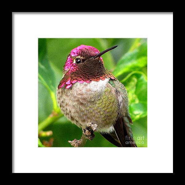 Anna's Hummingbird Framed Print featuring the photograph Posing For You by Marilyn Smith