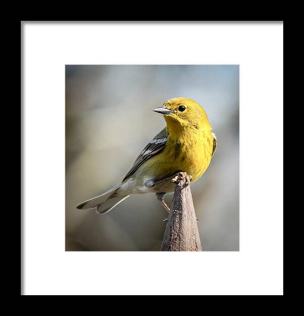 Birds Framed Print featuring the photograph Posing Pine Warbler by Jim Hatley