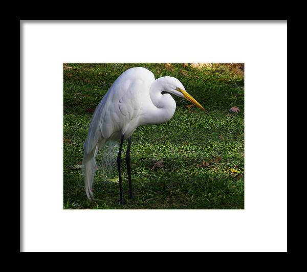 Bird Framed Print featuring the photograph Posing Prettily by Judy Wanamaker