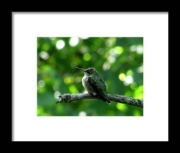 Hummingbird Framed Print featuring the photograph Posing Ruby Throat by Kimberly Mackowski