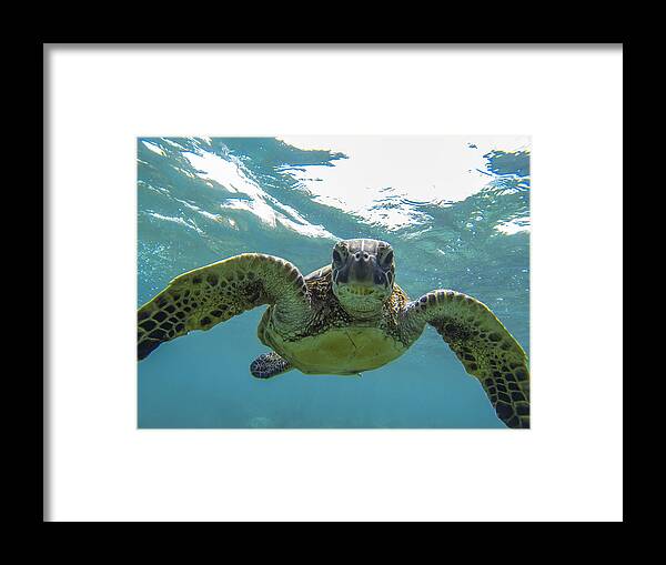 Turtle Framed Print featuring the photograph Posing Sea Turtle by Brad Scott