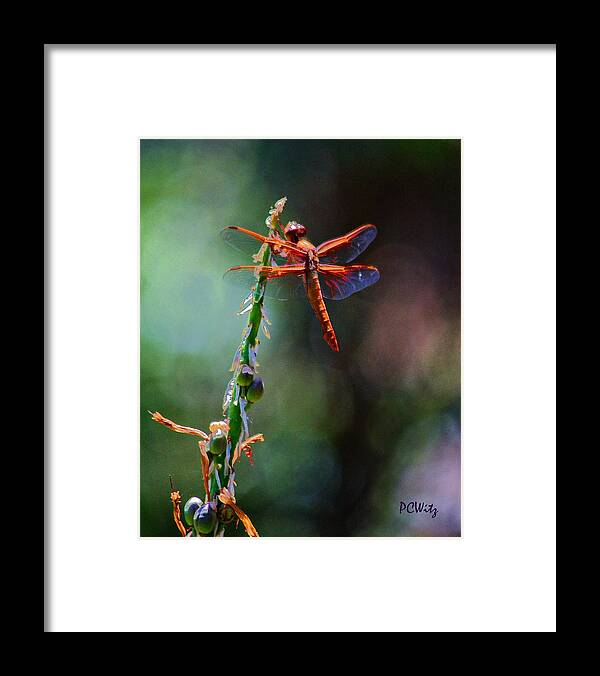 Red Dragonfly Framed Print featuring the photograph Positive Forces by Patrick Witz