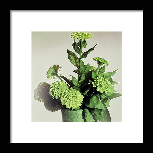 Beauty Framed Print featuring the photograph Pot Of Green Zinnia by Horst P. Horst