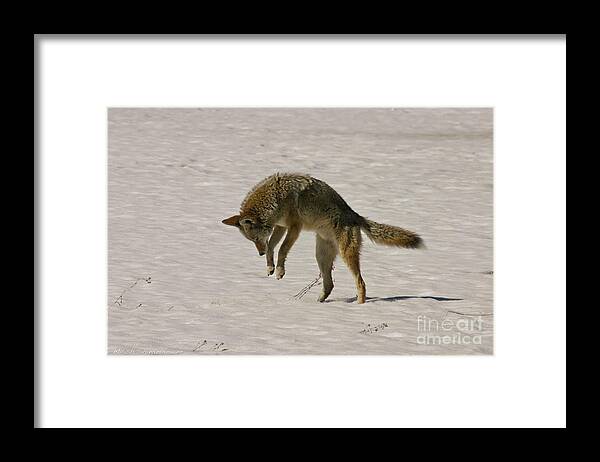 Pouncing Framed Print featuring the photograph Pouncing Coyote by Mitch Shindelbower