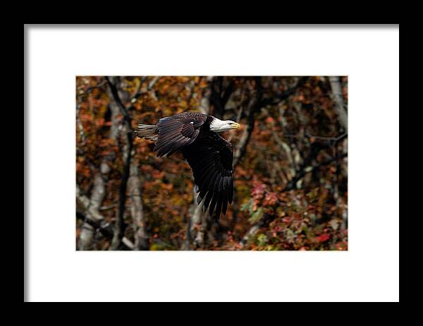 Bald Eagle Framed Print featuring the photograph Power by Mike Farslow