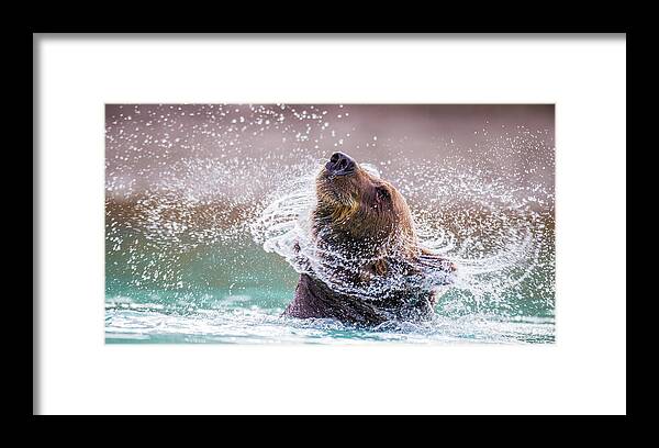 Bear Framed Print featuring the photograph Power Shake by Kevin Dietrich