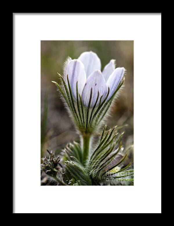 Flower Framed Print featuring the photograph Prairie Crocus by Teresa Zieba