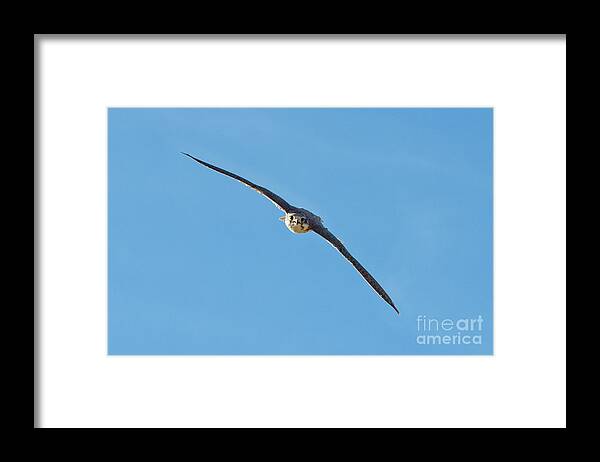 Prairie Falcon Framed Print featuring the photograph Prairie Falcon In A Dive by Anthony Mercieca