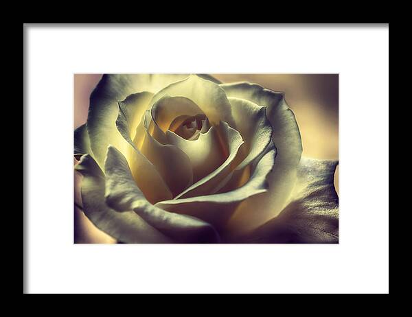 Floral Framed Print featuring the photograph Prayer Candle Rose by Darlene Kwiatkowski