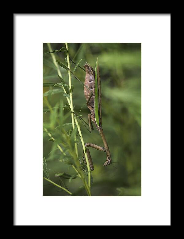 Daddy Longlegs Framed Print featuring the photograph Praying Mantis 001 by Donald Brown