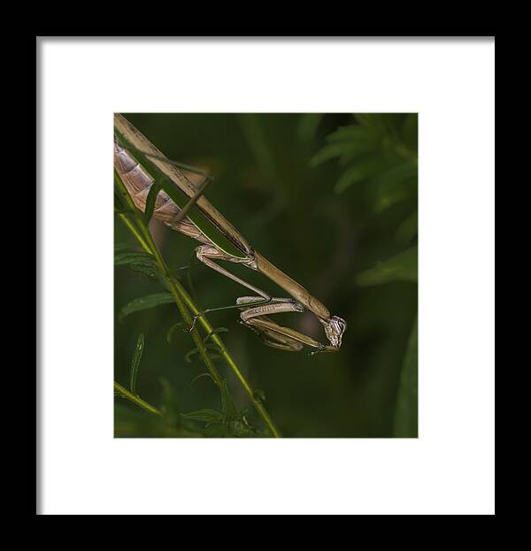 Daddy Longlegs Framed Print featuring the photograph Praying Mantis 003 by Donald Brown