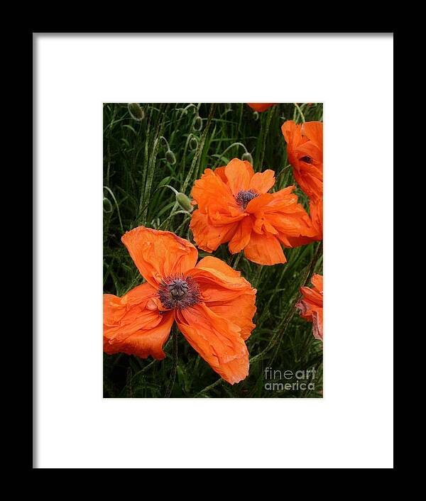 Flowers Framed Print featuring the photograph Precious Poppies by Claudette Bujold-Poirier