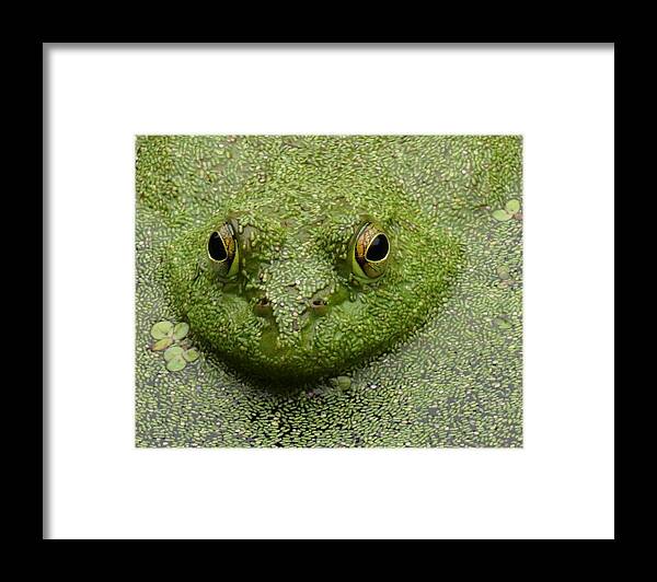 Bullfrog Framed Print featuring the digital art Predator by I'ina Van Lawick