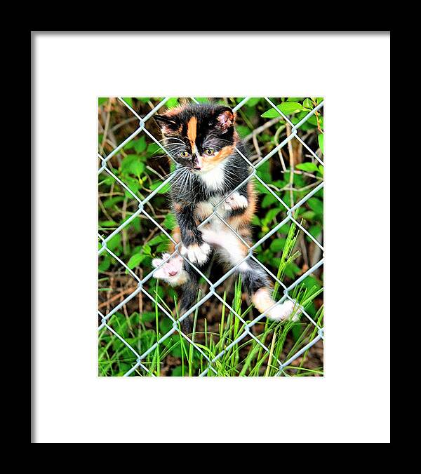 Animals Framed Print featuring the photograph Predicament by Steven Reed