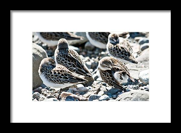  Framed Print featuring the photograph Preening Shorebird by Cheryl Baxter