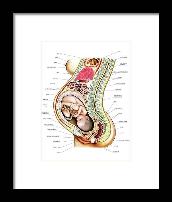 Anatomy Framed Print featuring the photograph Pregnant Woman by Asklepios Medical Atlas