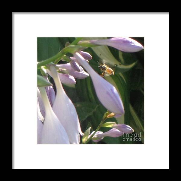 Flower Framed Print featuring the photograph Preparing to Land by Christina Verdgeline