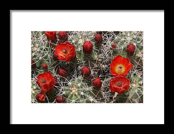 Cacti Framed Print featuring the photograph Pretty and Dangerous by Kristin Hatt